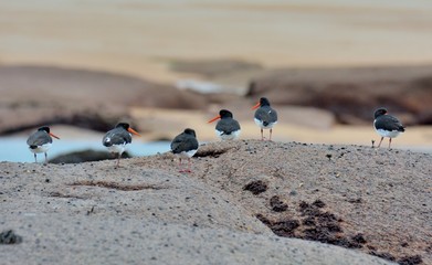 Group of oystercatchers on the sand in Brittany. France