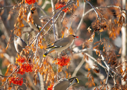 Bird Watching Bohemian Waxwings 2020