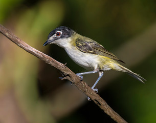 Black-capped Vireo
