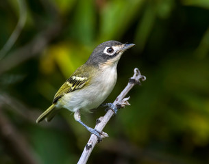 Black-capped Vireo