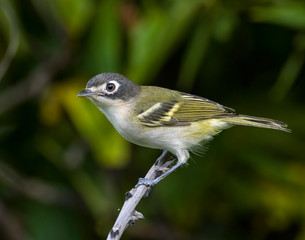 Black-capped Vireo