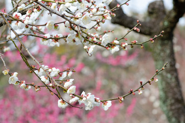 白梅の花