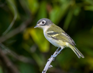 Black-capped Vireo