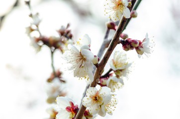 Obraz premium 白い梅の花