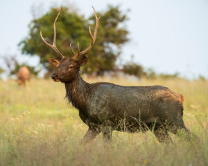 Muddy Bull Elk in the Wichita Mountinas