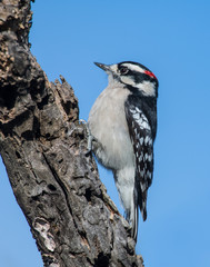 Downy Woodpecker