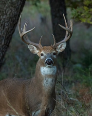 White-tailed Deer in the Wichita Mountains