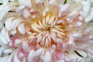 close up on the central of a pink chrysanthemum flower