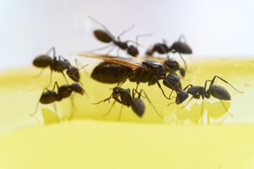 queen ant communicating with smaller ones close up