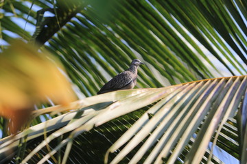 bird on a branch