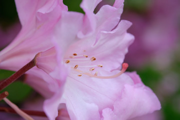 Close-up of pink color mayflower with golden pestles.