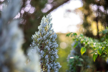Natural photos of pine trees and sunset light