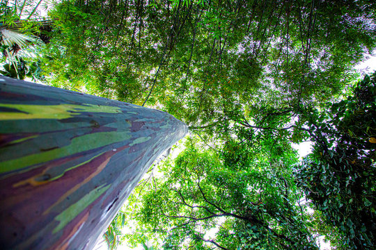 Eucalyptus tree Hawaii 2020
