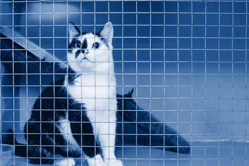 Caged locked cat.