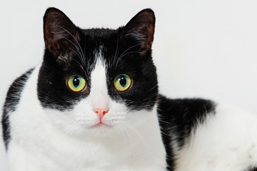 Cute black-white cat.