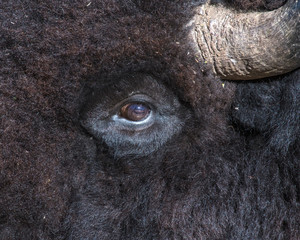 Bison eye close up © David McGowen