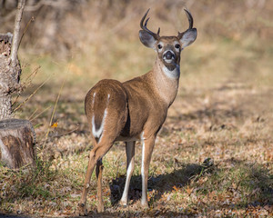 White-tailed Deer in the Wichita Mountains