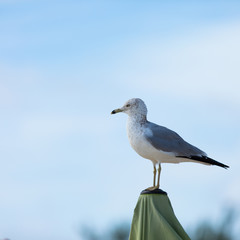 Photo of a seagull sitting on a beach umbrella 