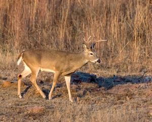 Naklejka na ściany i meble White-tailed Deer in the Wichita Mountains