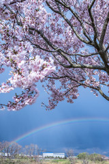今年も桜の季節がやってきましたよ！
