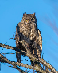 Great Horned Owl