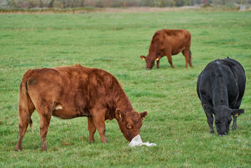 a brown jersey cow stands on a pasture and eats while an old plastic bag flies directly in front of her snout - two other cows can also be seen on the pasture