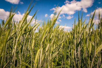 Obraz premium Wheat Spices Brushed By The Wind