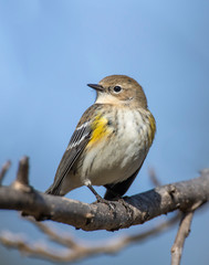 Yellow-rumped Warbler