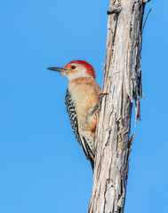 Red-bellied Woodpecker on a tree