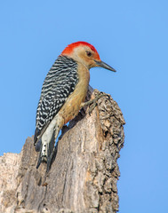 Red-bellied Woodpecker on a tree