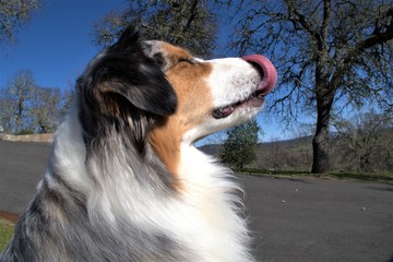 Dog Licking his nose