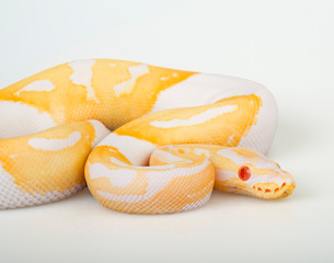 Albino Piebald Ball Python on a white background