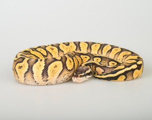 Fire Fly Yellow Belly Ball Python on a white background