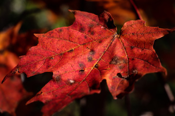 Fototapeta premium Maple Leaf