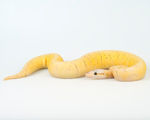 Sherbert Fly Ball Python on a white background