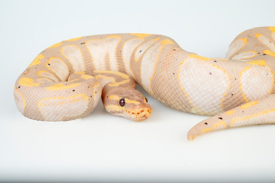 Butter Sugar Ball Python on a white background