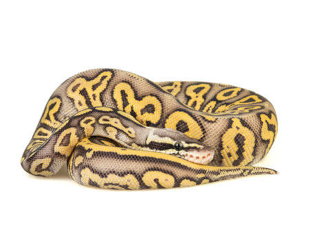 Super Pastel Leopard Ball Python on a white background