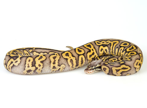 Super Pastel Leopard Ball Python on a white background