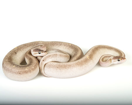 Super Cinnamon Lesser Pastel Ball Pythons on a white background