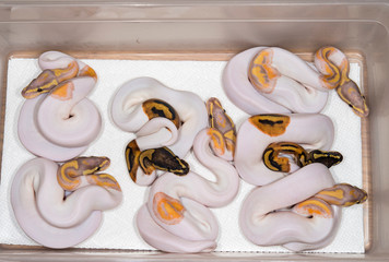 A clutch of baby Ball Pythons