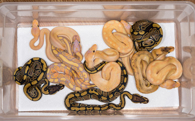 A clutch of baby Ball Pythons