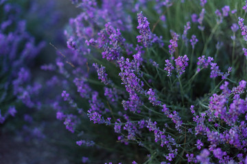 close up of lavender flowers