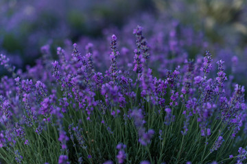 Obraz premium lavender field region