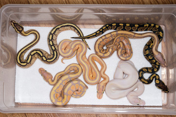 A clutch of baby Ball Pythons
