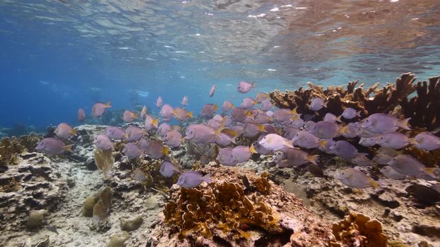 Seascape of coral reef in the Caribbean Sea around Curacao with Ocean Surgeonfish, coral and sponge, view to surface and sunbeams