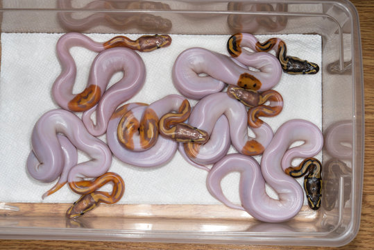 A clutch of baby Ball Pythons