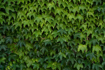 green ivy leaves background