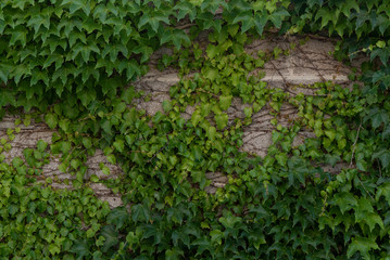  green ivy carpet on a brick old wall