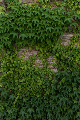  green ivy carpet on a brick old wall