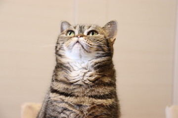 胸のふわふわが可愛い猫アメリカンショートヘアー